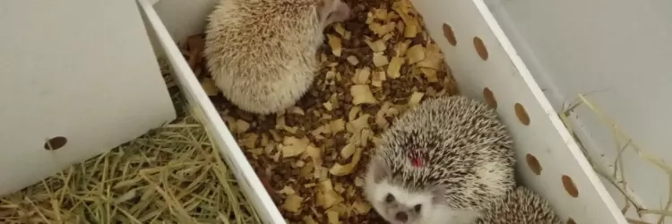 Inema reforça combate ao transporte ilegal de animais após apreensão de ouriços africanos em Poções