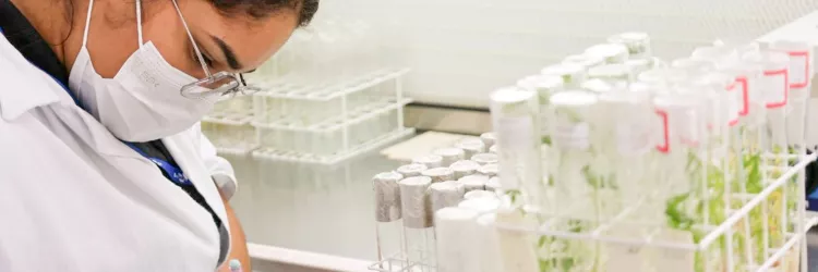 No Dia da Mandioca, pesquisa e parceria movem o avanço da cultura na Bahia