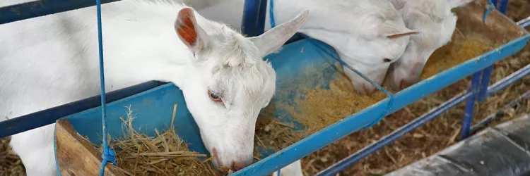 Seagri entrega Centro de Comercialização de Animais para potencializar produção de caprinos e ovinos no Norte baiano