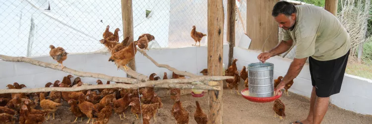 Festival Governo da Bahia entrega 40 galinheiros e fortalece produção de ovos caipiras em Macajuba