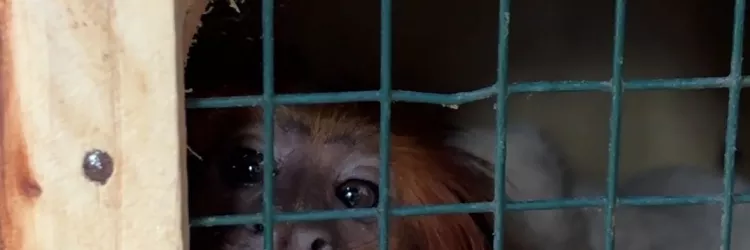 Zoo Bahia: mico-leão-baiano é transferido em ação integrada para conservação da espécie