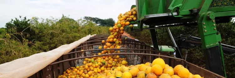 Bahia articula expansão da citricultura com foco em agroindústria e novos mercados