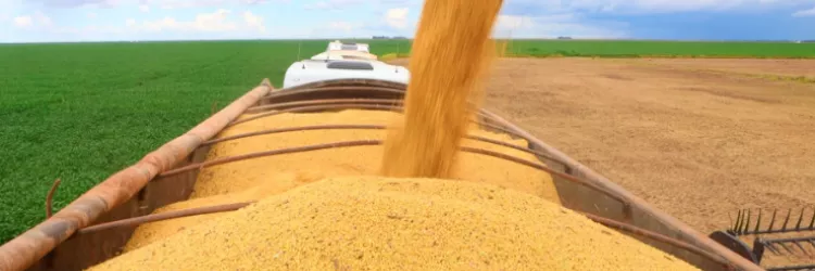PIB do agronegócio baiano totalizou R$ 19,2 bi no 1º trimestre de 2026