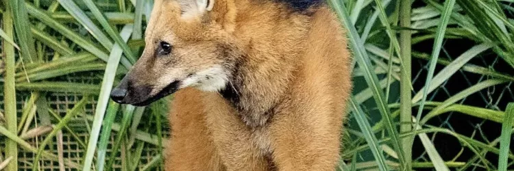 Lobo-guará