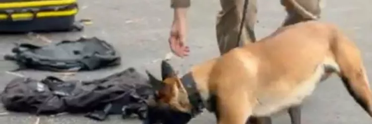 Parceria entre policial e cão representa mais eficiência operacional contra criminalidade