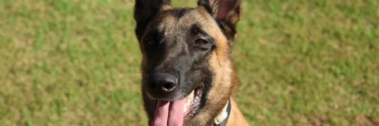 Conheça Rambo, o cão do Corpo de Bombeiros da Bahia que conquistou duas certificações nacionais