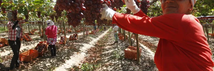 Produção agrícola da Bahia 