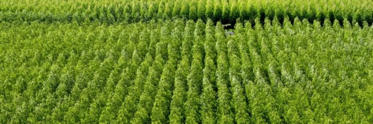 Produção florestal baiana