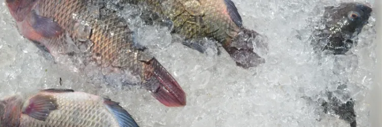 Câmara Setorial da Pesca e Aquicultura da Bahia é criada para desenvolver potencial do setor