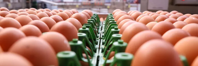 Crescimento avicultura baiana