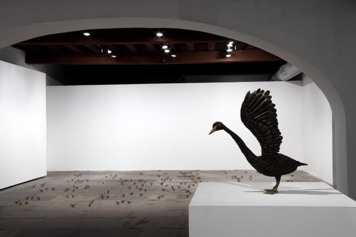 Cisne Negro de Efrain Almeida