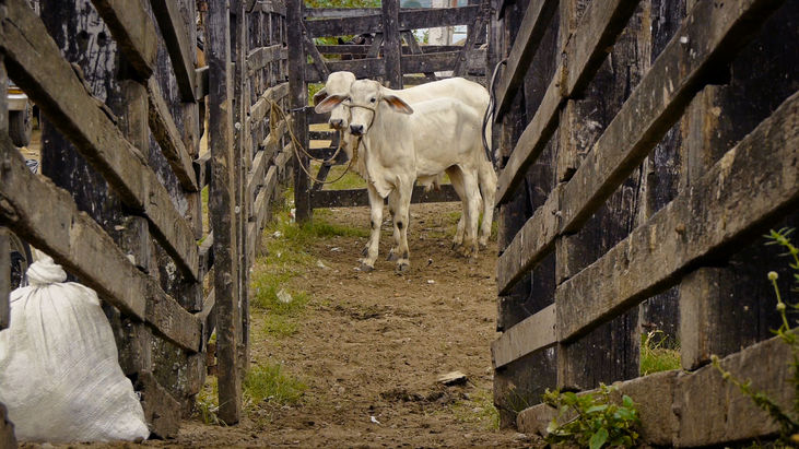 Boi na Linha / Foto: Artur Dias