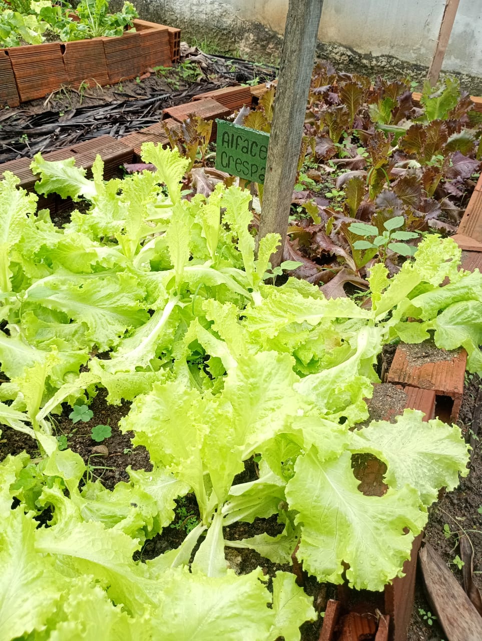 Horta escolar do Centro Educacional Monteiro Lobato, em Firmino Alves, rende segunda colheita do ano