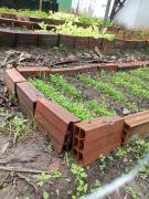 Horta escolar do Centro Educacional Monteiro Lobato, em Firmino Alves, rende segunda colheita do ano 1.jpeg