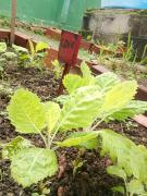 Horta escolar do Centro Educacional Monteiro Lobato, em Firmino Alves, rende segunda colheita do ano 2.jpeg