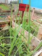 Horta escolar do Centro Educacional Monteiro Lobato, em Firmino Alves, rende segunda colheita do ano 4.jpeg