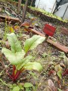 Horta escolar do Centro Educacional Monteiro Lobato, em Firmino Alves, rende segunda colheita do ano 6.jpeg