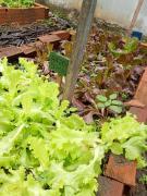 Horta escolar do Centro Educacional Monteiro Lobato, em Firmino Alves, rende segunda colheita do ano 7.jpeg