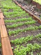 Horta escolar do Centro Educacional Monteiro Lobato, em Firmino Alves, rende segunda colheita do ano 8.jpeg