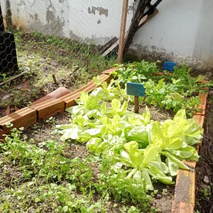 Horta escolar do Centro Educacional Monteiro Lobato, em Firmino Alves, rende segunda colheita do ano