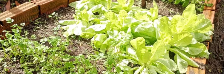 Horta escolar do Centro Educacional Monteiro Lobato, em Firmino Alves, rende segunda colheita do ano