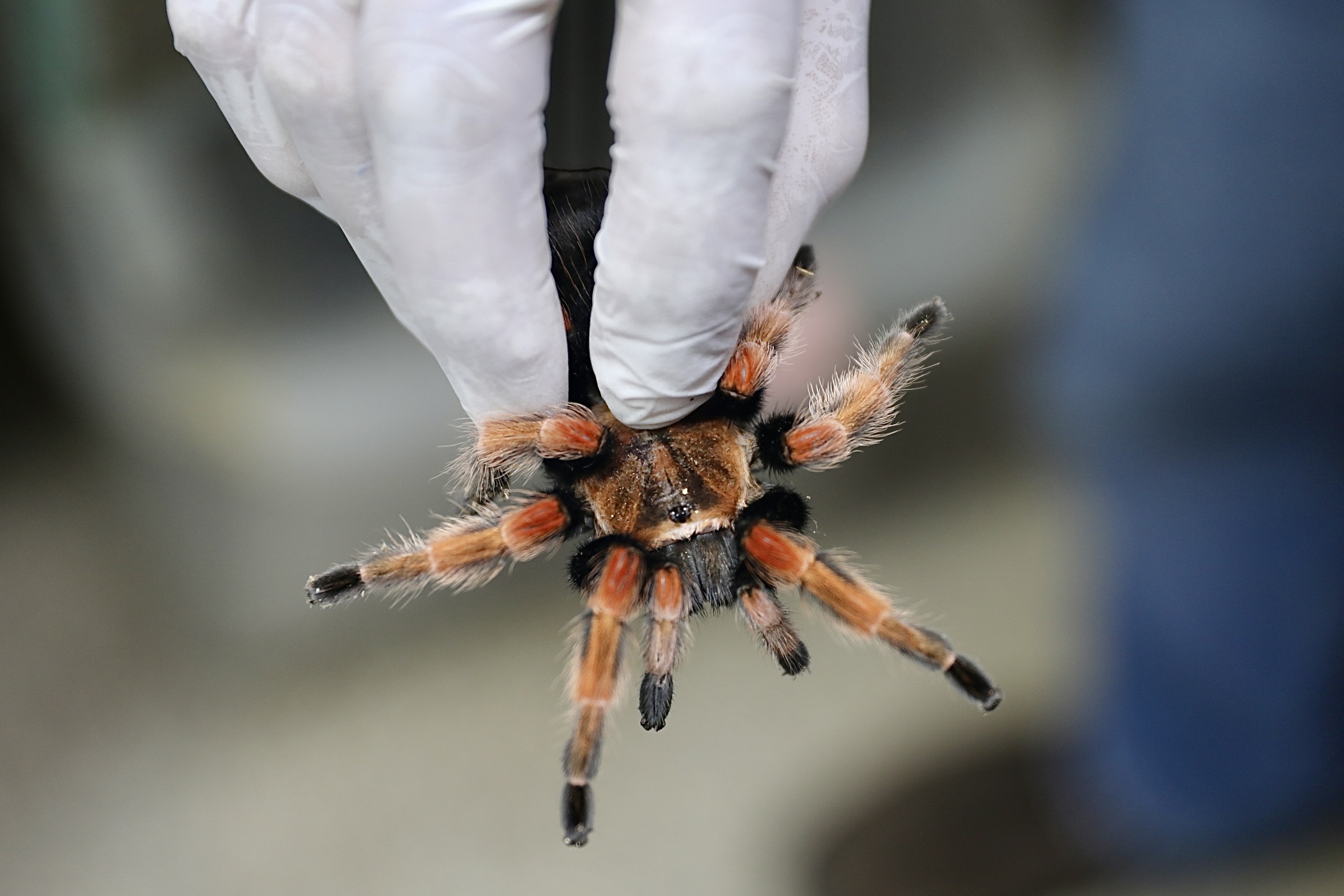 CETAS - operação aranhas