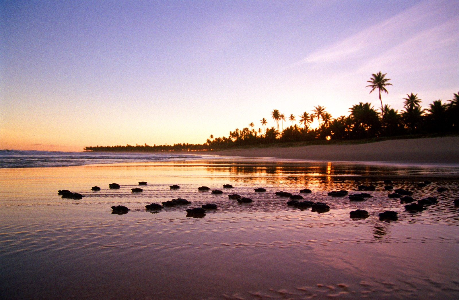 Temporada de tartarugas marinhas 2025/2026 começa no Litoral Norte da Bahia e especialistas alertam para cuidados