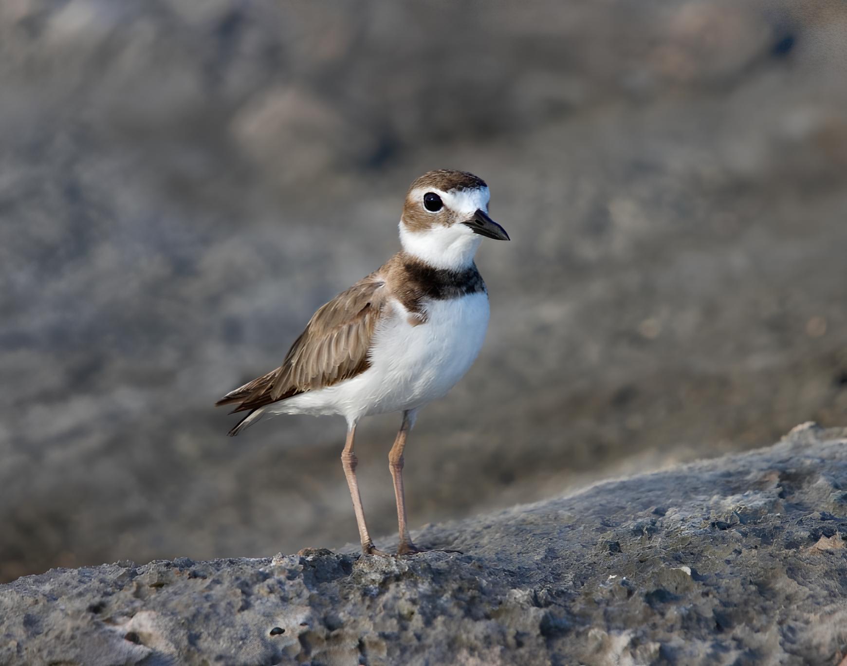 Proteção dos habitats é essencial para a sobrevivência das aves migratórias