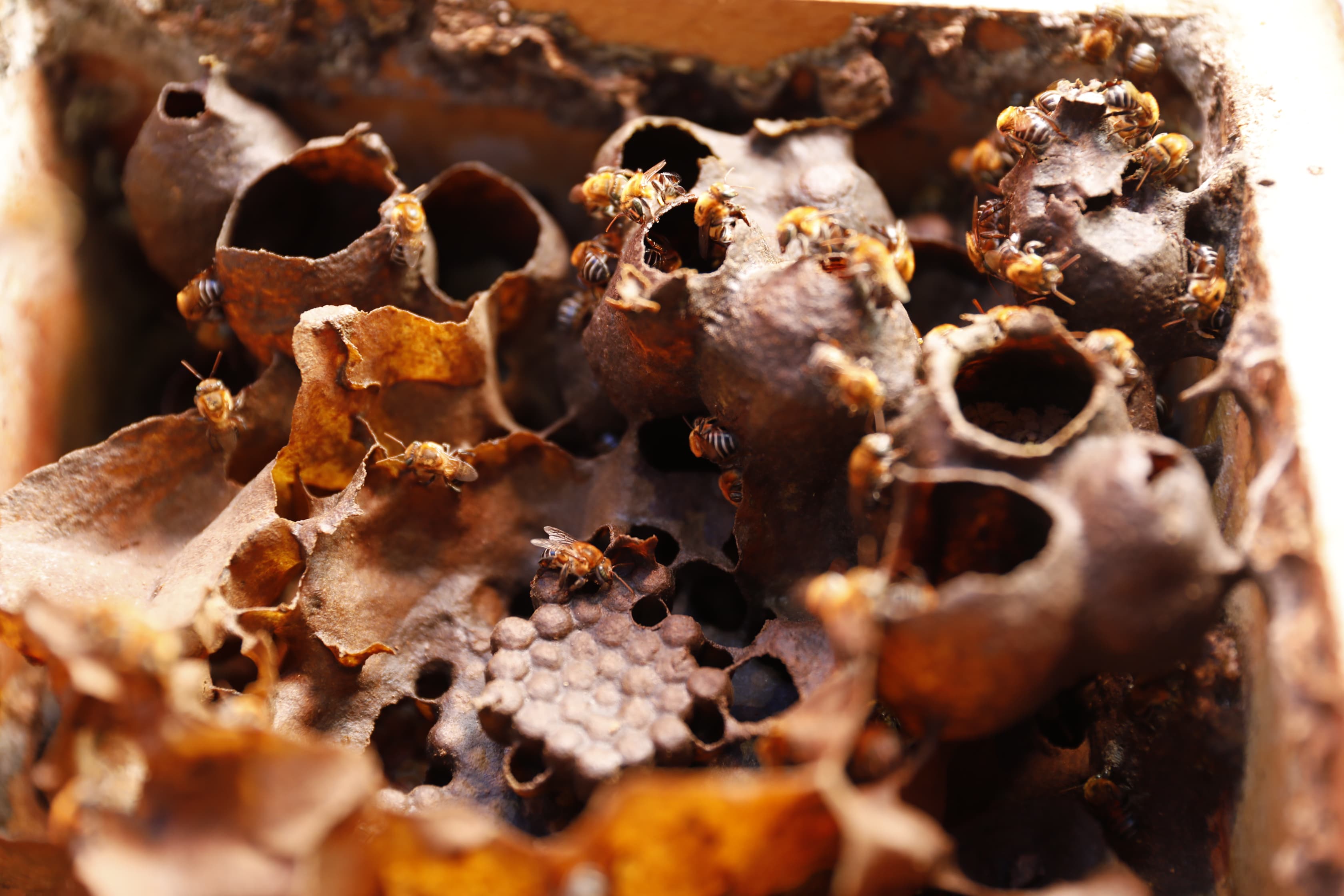 abelhas uruçu nordestina