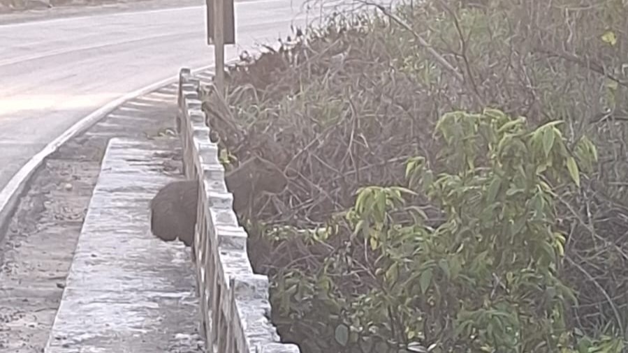Capivara ferida é resgatada em ponte de Eunápolis após ação conjunta do Inema, PRF e Ibama