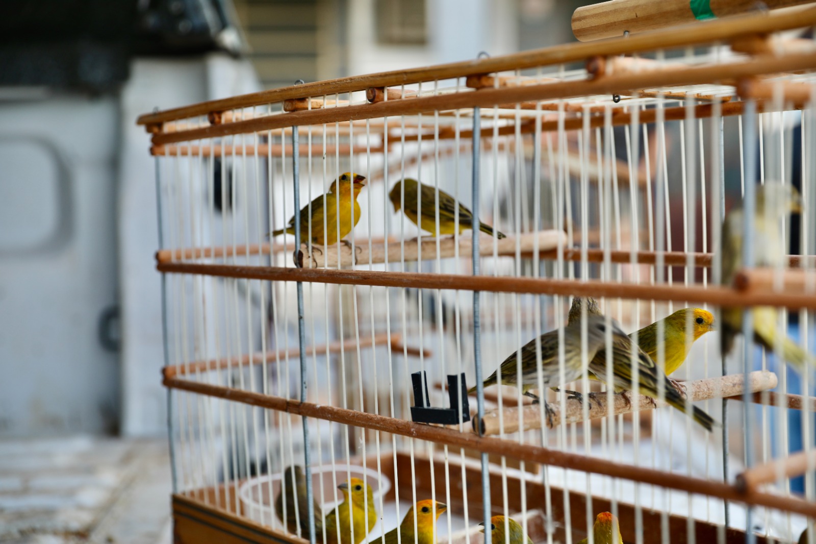 Semana de Conservação da Fauna Silvestre chega a Amargosa nesta segunda-feira (06)