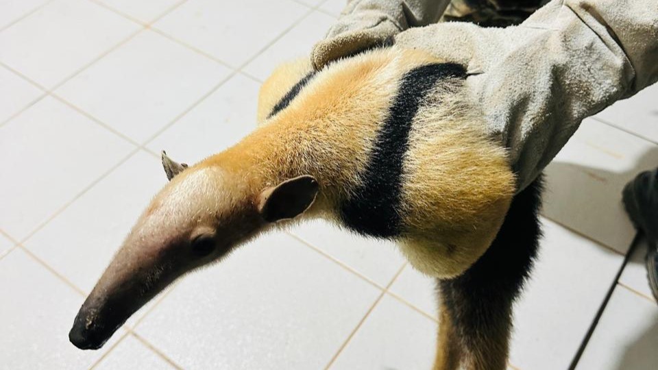 Três tamanduás são resgatados na Chapada Diamantina e levados ao Inema para reabilitação