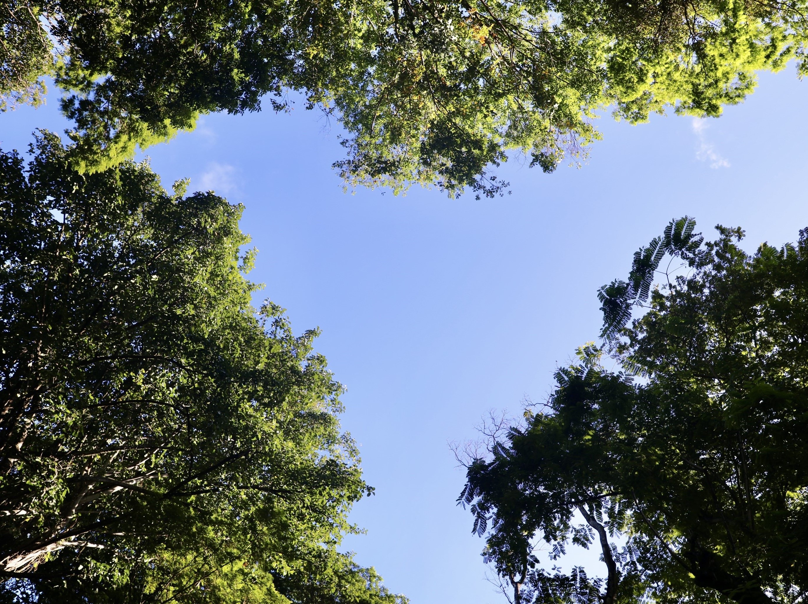 Dia da Floresta e do Clima