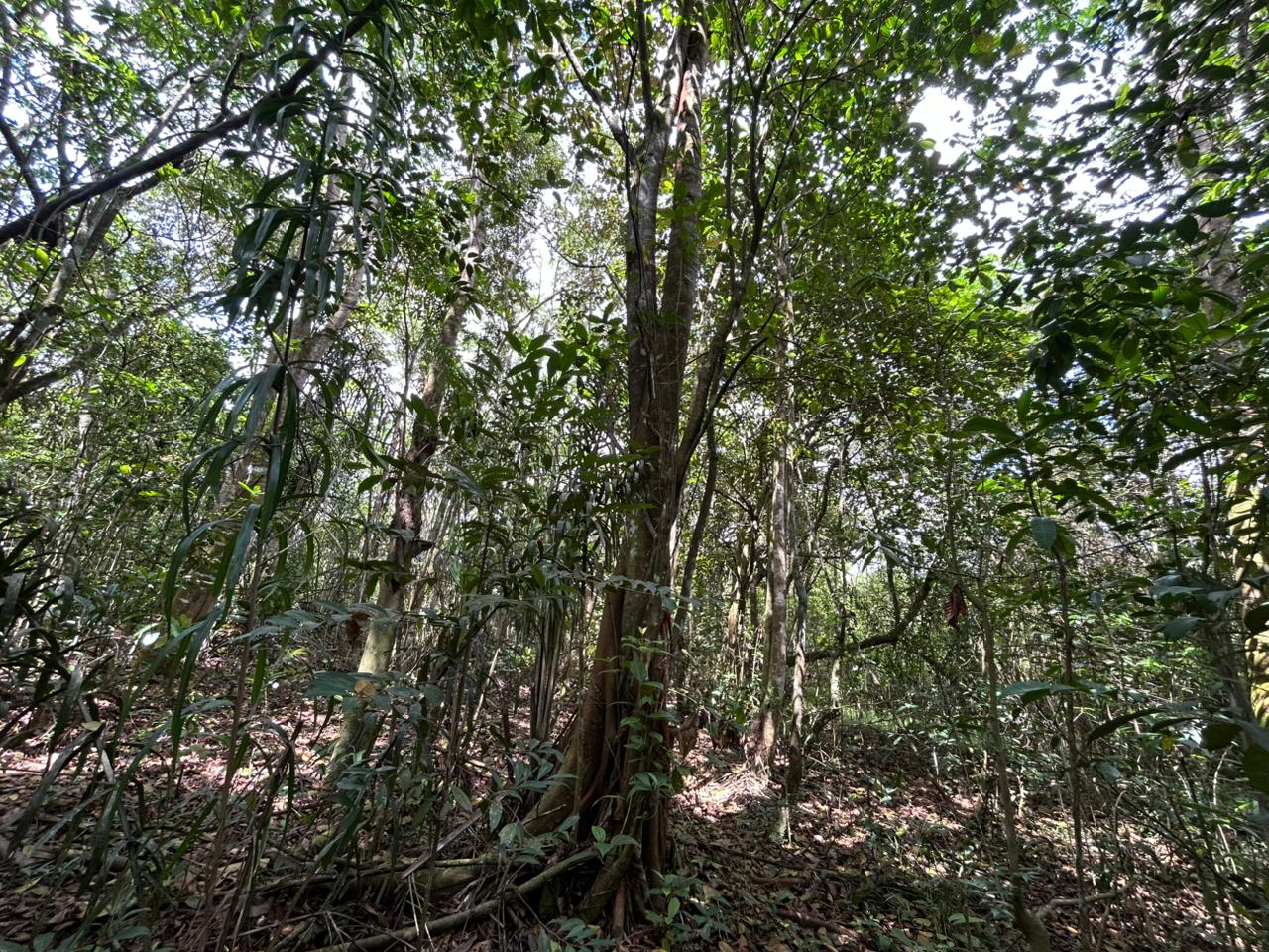 Trilha APA Joanes-Ipitanga