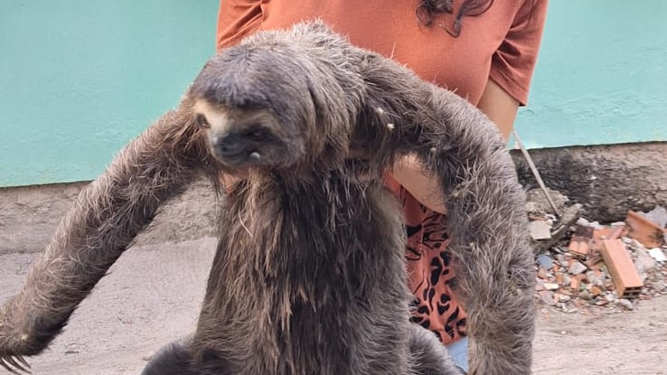 Inema resgata preguiça e reforça orientações sobre convivência segura com fauna silvestre no Extremo Sul