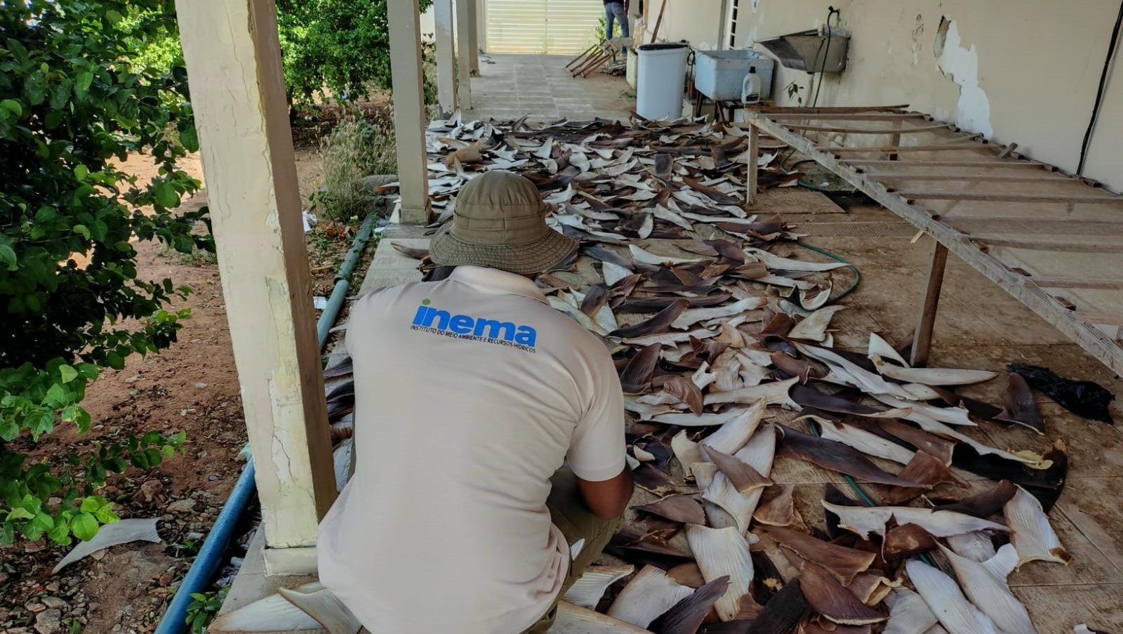 PF, Inema e IBAMA desarticulam ponto de beneficiamento ilegal de barbatanas de tubarão no norte da Bahia