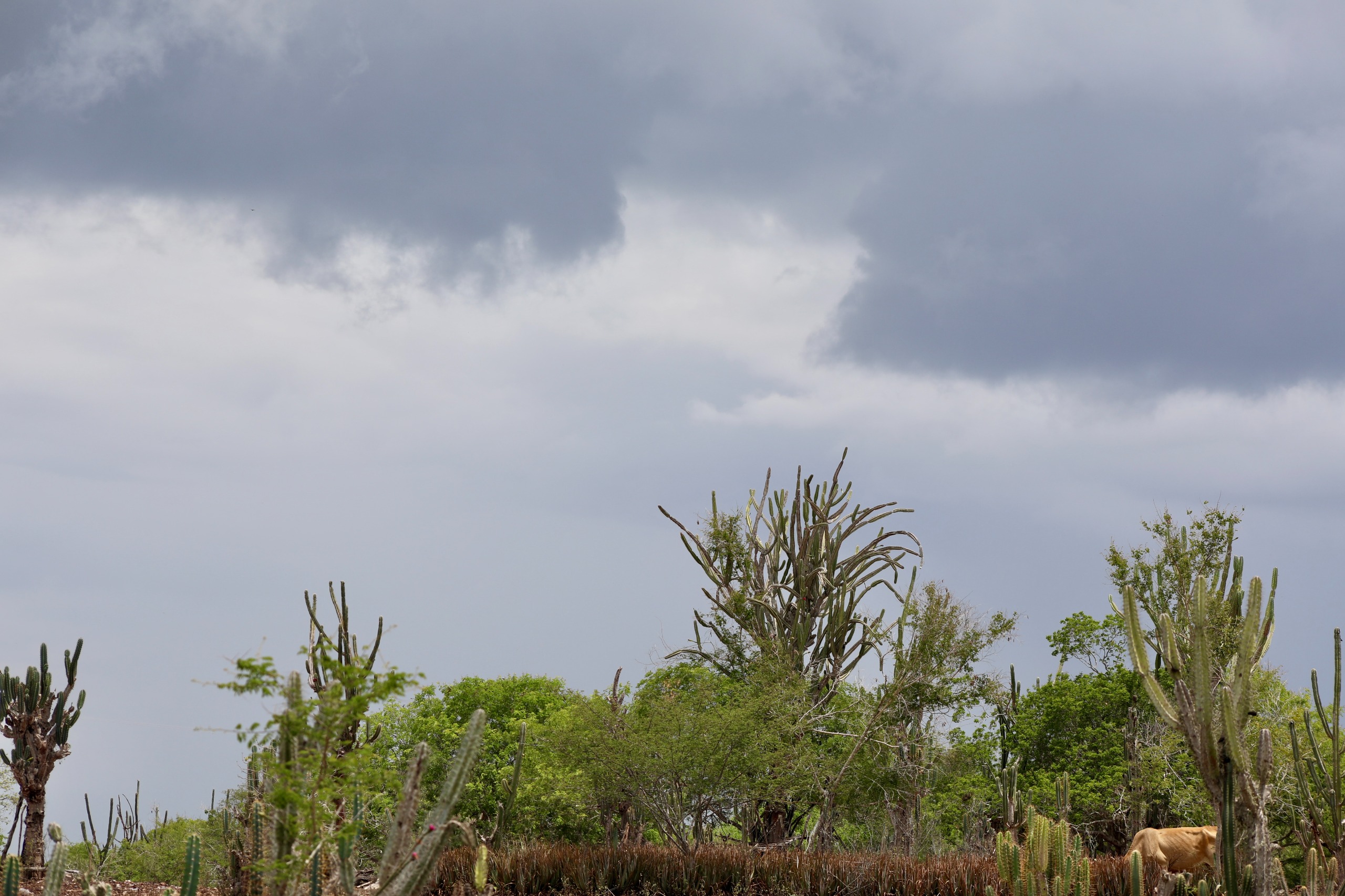 Previsão do Tempo: Fim de semana terá chuvas em toda a Bahia e temperaturas de até 36°C no interior