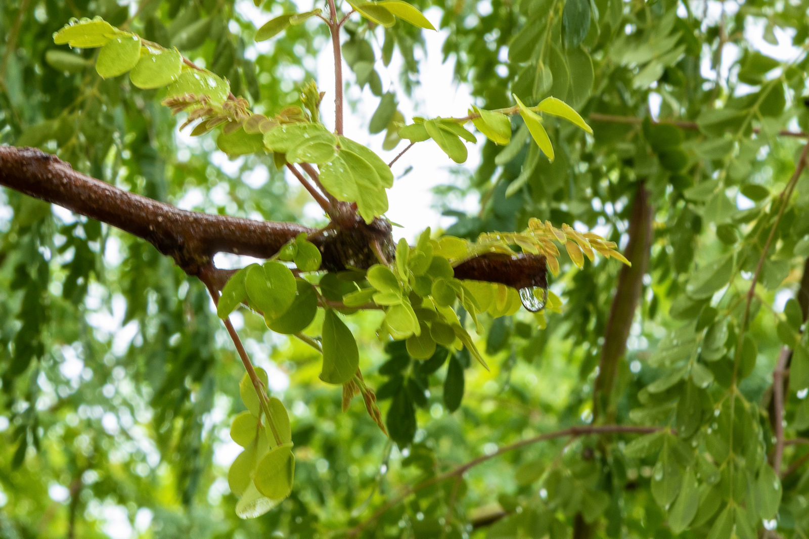 Chuvas intensas mantêm litoral da Bahia com risco de alagamentos e deslizamentos, alerta Inema