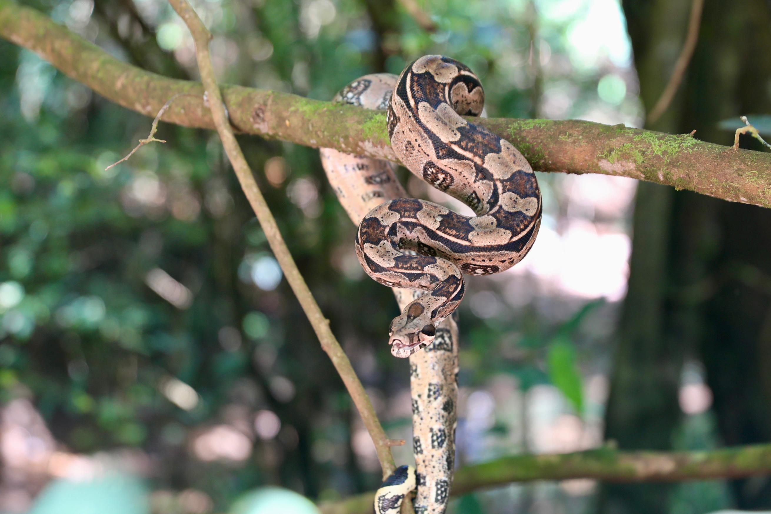 Mais de 50 animais silvestres são reintroduzidos à natureza nesta sexta-feira (24)