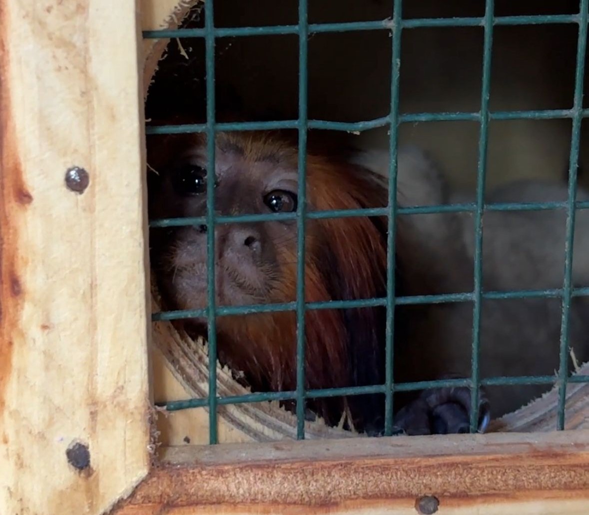 Zoo Bahia: mico-leão-baiano é transferido em ação integrada para conservação da espéc