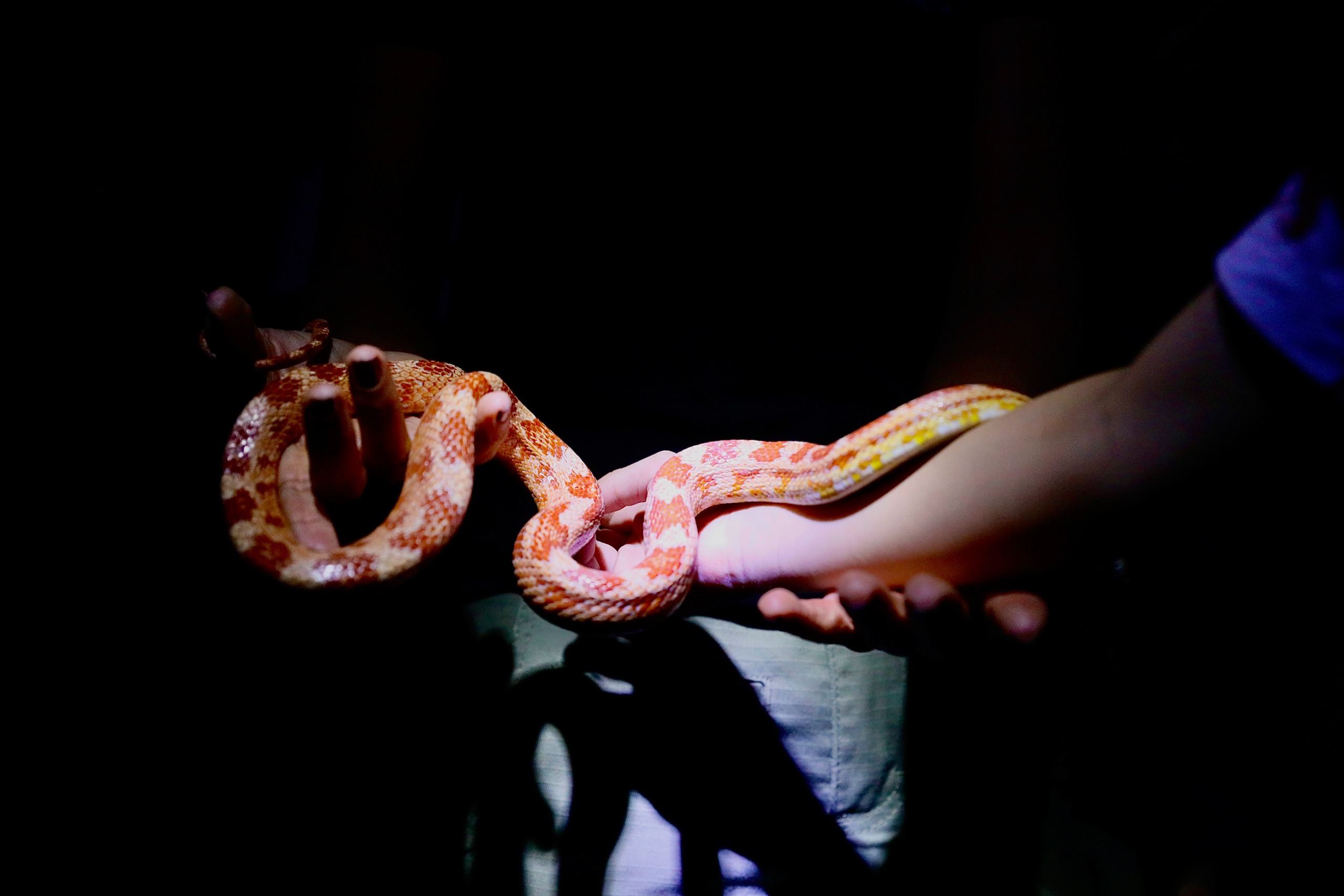 ZOO NOTURNO