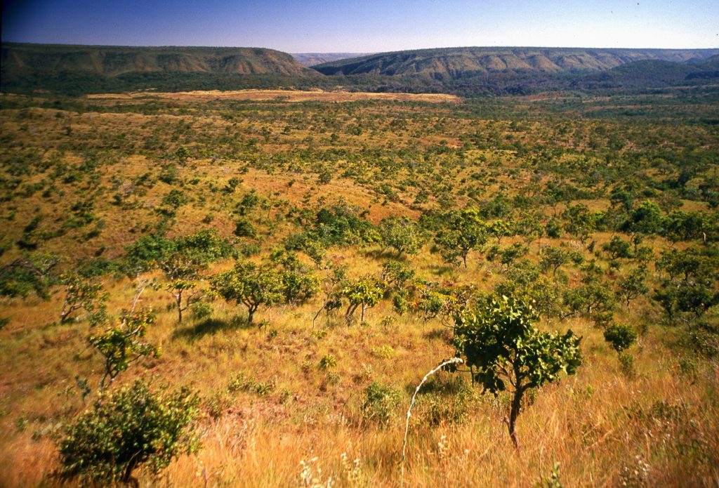 No Dia do Cerrado, Bahia celebra menor área sob alertas de desmatamento desde 2017