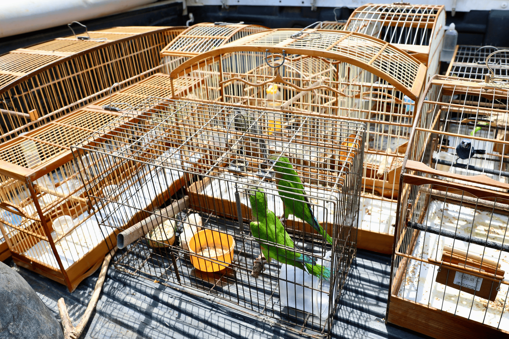 Subúrbio de Salvador recebe ação de entrega voluntária de animais silvestres com apoio do Inema