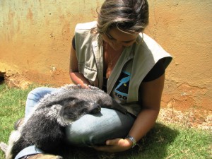 Banho de sol filhote de tamanduá bandeira