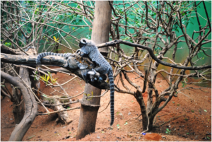 Sagui-dos-tufos-brancos (Callithrix jacchus) - A imagem acima mostra a catação, uma forma de carinho, que existe entre os primatas e na fase da reprodução da sexualidade aumenta mais a produção. Esta é uma forma de a fêmea aceitar o macho, poderíamos chamar de cafuné, em todas as espécies de primatas existe essa interação entre eles.