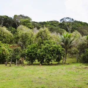 Bahia e França trocam experiências sobre agricultura familiar e transição agroecológica durante webinar