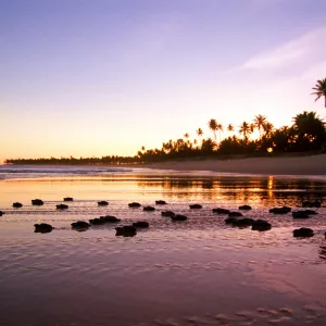 Temporada de tartarugas marinhas 2025/2026 começa no Litoral Norte da Bahia e especialistas alertam para cuidados