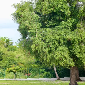 Dia da Árvore reforça a importância da preservação ambiental