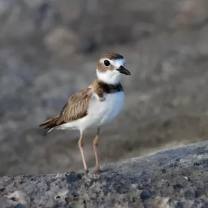 Proteção dos habitats é essencial para a sobrevivência das aves migratórias