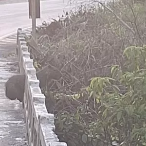 Capivara ferida é resgatada em ponte de Eunápolis após ação conjunta do Inema, PRF e Ibama